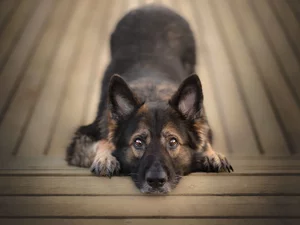 dog, muzzle, Eyes, German Shepherd