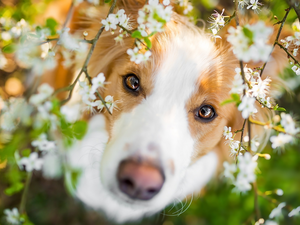 dog, muzzle, Flowers, Border Collie