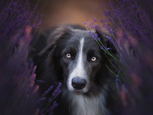 dog, muzzle, lavender, Border Collie