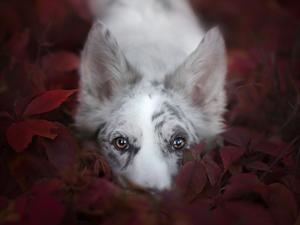 dog, muzzle, Leaf, Border Collie