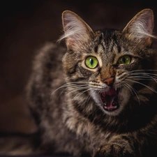 look, cat, dark, The look, dun, muzzle, background