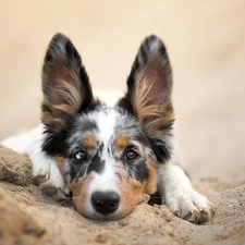 dog, muzzle, Sand, Border Collie