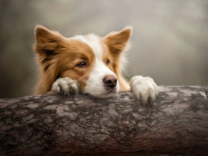 dog, muzzle, trunk, Border Collie