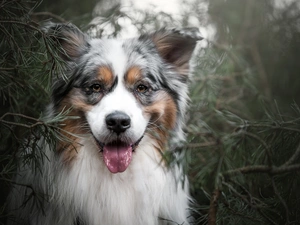 dog, muzzle, Twigs, Australian Shepherd