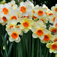 Flowers, narcissus