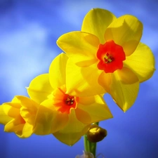 Yellow, narcissus