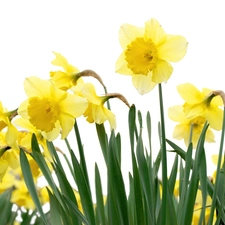 Yellow, narcissus