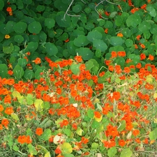 nasturtiums, Orange, Flowers