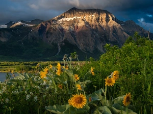 lake, mountains, clouds, Yellow, Alberta, Canada, Flowers, Waterton Lakes National Park, White