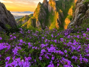Flowers, purple, South Korea, Rhododendron, Wolchulsan National Park, rocks, Mountains, Meadow