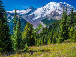 trees, Snowy, Spruces, viewes, Meadow, The United States, Washington State, Stratovolcano Mount Rainier, Mountains, Mount Rainier National Park, Flowers