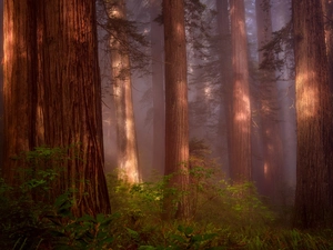 State of California, The United States, Redwood National Park, forest, fern, redwoods, viewes, Fog, trees
