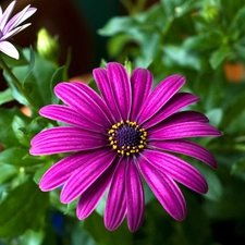 nature, Pink, Flowers