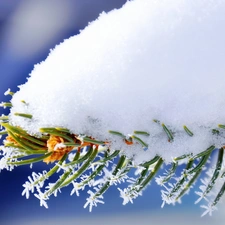 A snow-covered, pine, needle, twig