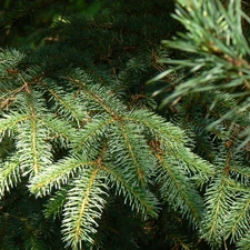 needle, spruce, forest