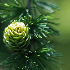 needle, cone, larch