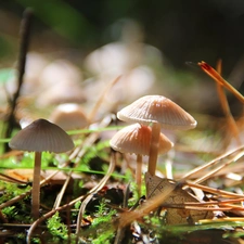 needles, White, mushroom