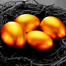 nest, Golden, eggs