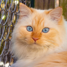 fence, net, Blue, Eyes, cat