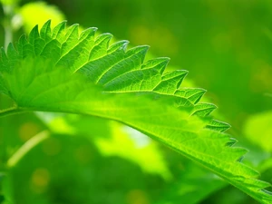 nettle, Green, leaf
