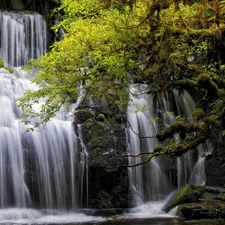 trees, New Zeland, Purakaunui Waterfall