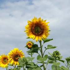 Nice sunflowers, Buds