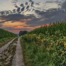 Nice sunflowers, Way, clouds, Field, Field, corn, Great Sunsets