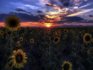 Great Sunsets, Flowers, Nice sunflowers, Field
