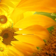 Nice sunflowers, flakes