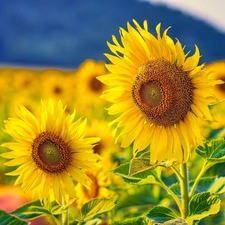 Nice sunflowers, Flowers