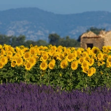 Nice sunflowers, Narrow-Leaf Lavender