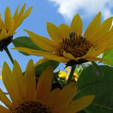 Nice sunflowers, Insect