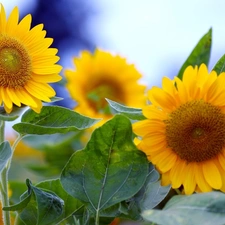 Nice sunflowers, Leaf