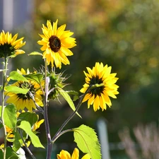 Nice sunflowers, ornamental