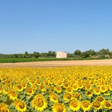 Nice sunflowers, Sky