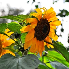 Nice sunflowers