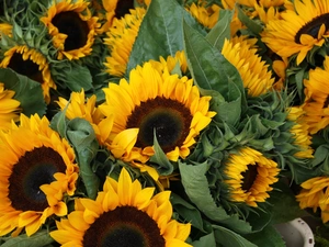 Nice sunflowers