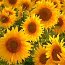 Nice sunflowers