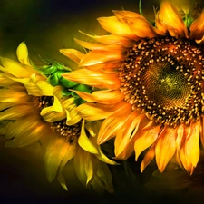 Two cars, Nice sunflowers