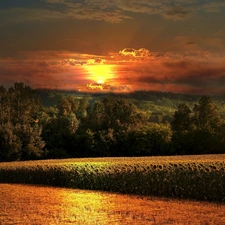 west, forest, Nice sunflowers, sun