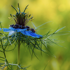 blue, Nigella, insects, Colourfull Flowers