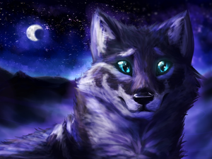 Digital Art, Wolf, Night