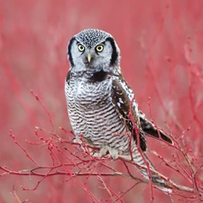 Bird, Red, Twigs, Northern hawk-owl