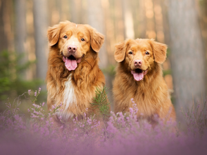 Two cars, Retriever Nova Scotia, heathers, Dogs