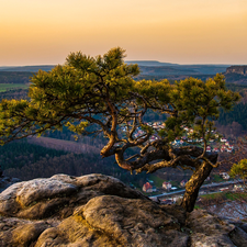 Saxony, Germany, Saxon Switzerland National Park, Děčínská vrchovina, pine, Rocks, Sunrise, trees, Lilienstein Mountain