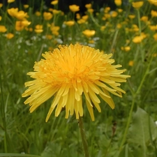 common, Colourfull Flowers, nun