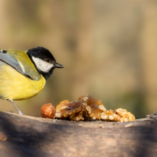 tit, nuts, trees, Great Tit