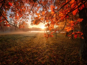 trees, autumn, viewes, oak, rays of the Sun, lake, Leaf, Fog, branch pics
