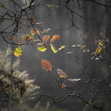 trees, Twigs, Leaf, oak