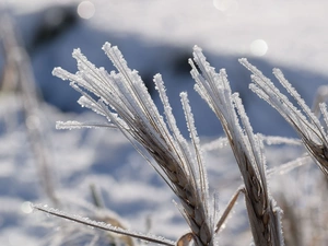 corn, oat, White frost, Ears